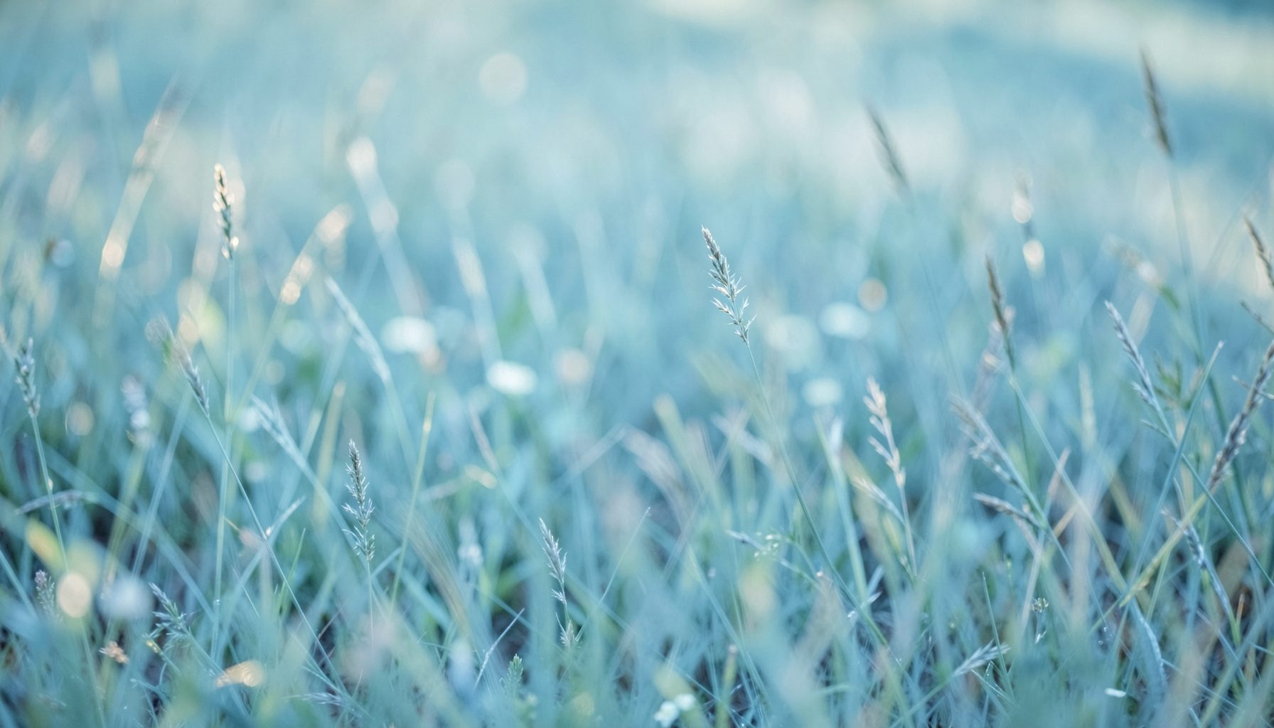 Soft teal and slate blue toned meadow with blurred grasses and gentle sunlight, calm and airy mood suggesting seasonal allergens in the air