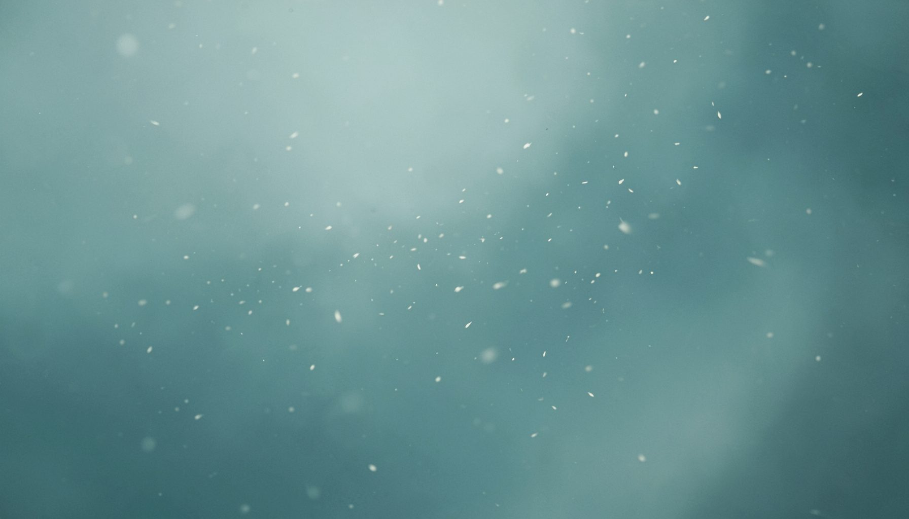 Muted teal and slate blue-green abstract image of gentle plant pollen drifting in soft light, calm and clinical mood